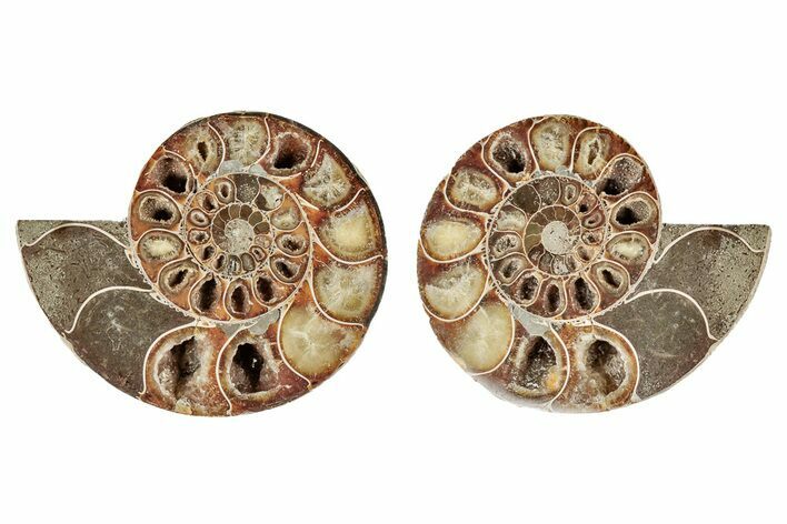 Cut & Polished, Agatized Ammonite (Phylloceras) Fossil #191680